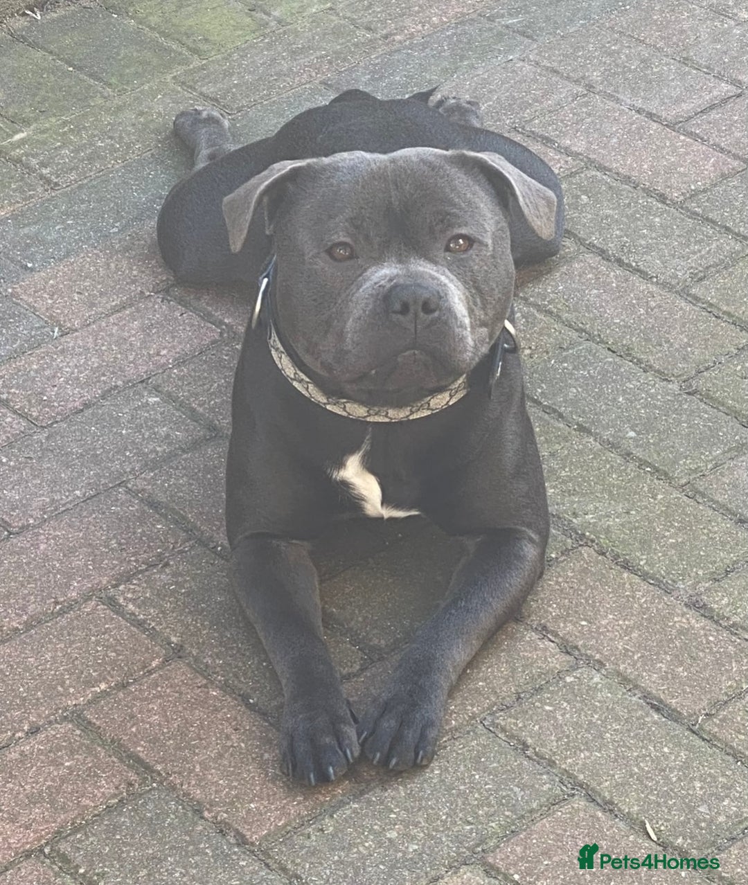 Staffordshire Bull Terrier dogs for sale: KC registered staffordshire bull terrier - Advert 5