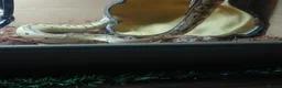 Python Snake reptiles for sale: Royal jackson python - Advert 4