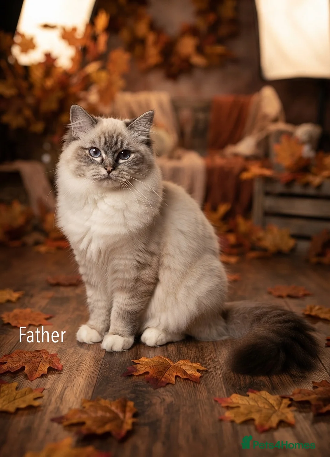 Ragdoll cats for sale: Pedigree ragdolls with docs and certificates - Advert 1