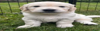 Golden Retriever 2