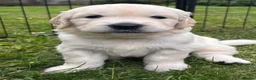 Golden Retriever dogs for sale: Beautiful pedigree Golden Retriever puppies in Usk - Advert 26