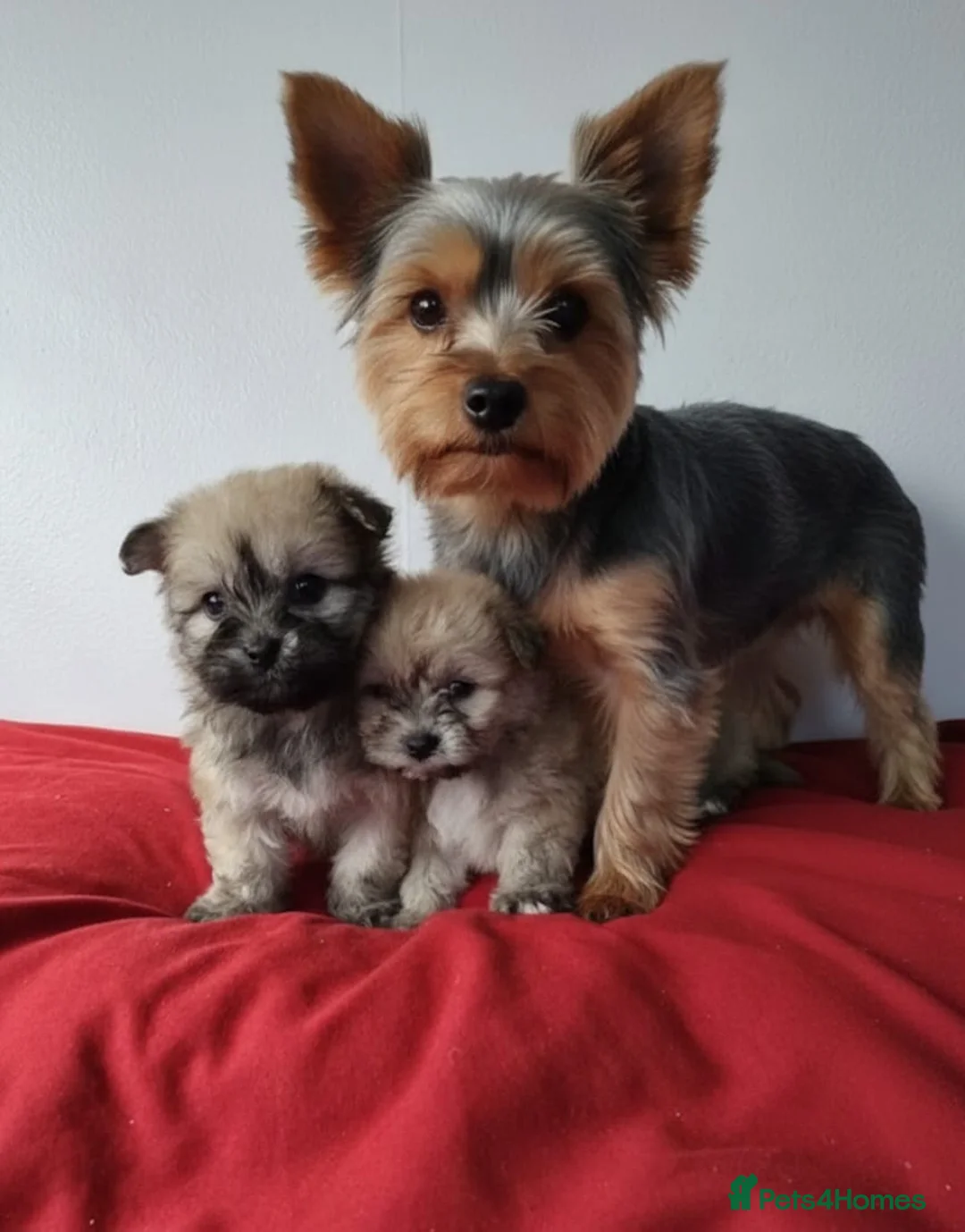 Yorkiepoo dogs for sale: Yorkiepoo puppies  - Advert 17