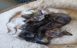 Domestic Shorthair cats for sale: Stunning kittens for sale - Image 8