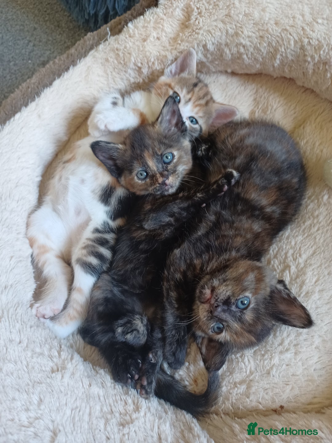 Domestic Shorthair cats for sale: Stunning kittens for sale - Image 8