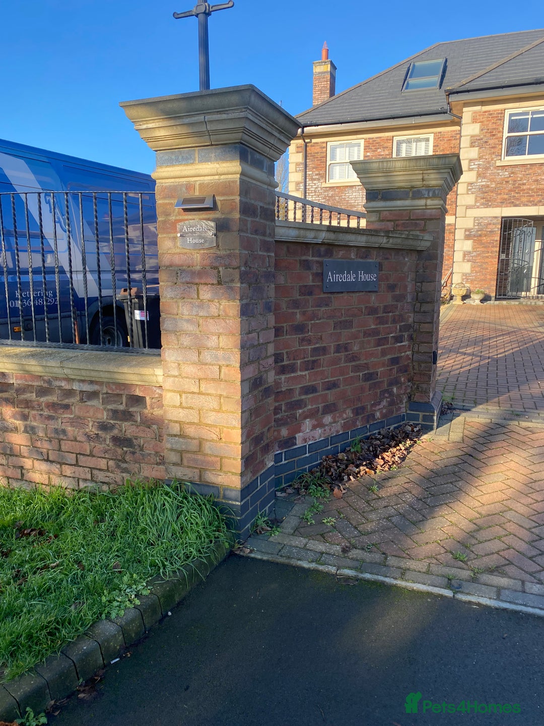 Airedale Terrier dogs for sale: Pure breed Airedale Terriers for sale - Advert 19