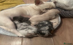 French Bulldog dogs for sale: fluffy french bulldogs - Advert 7