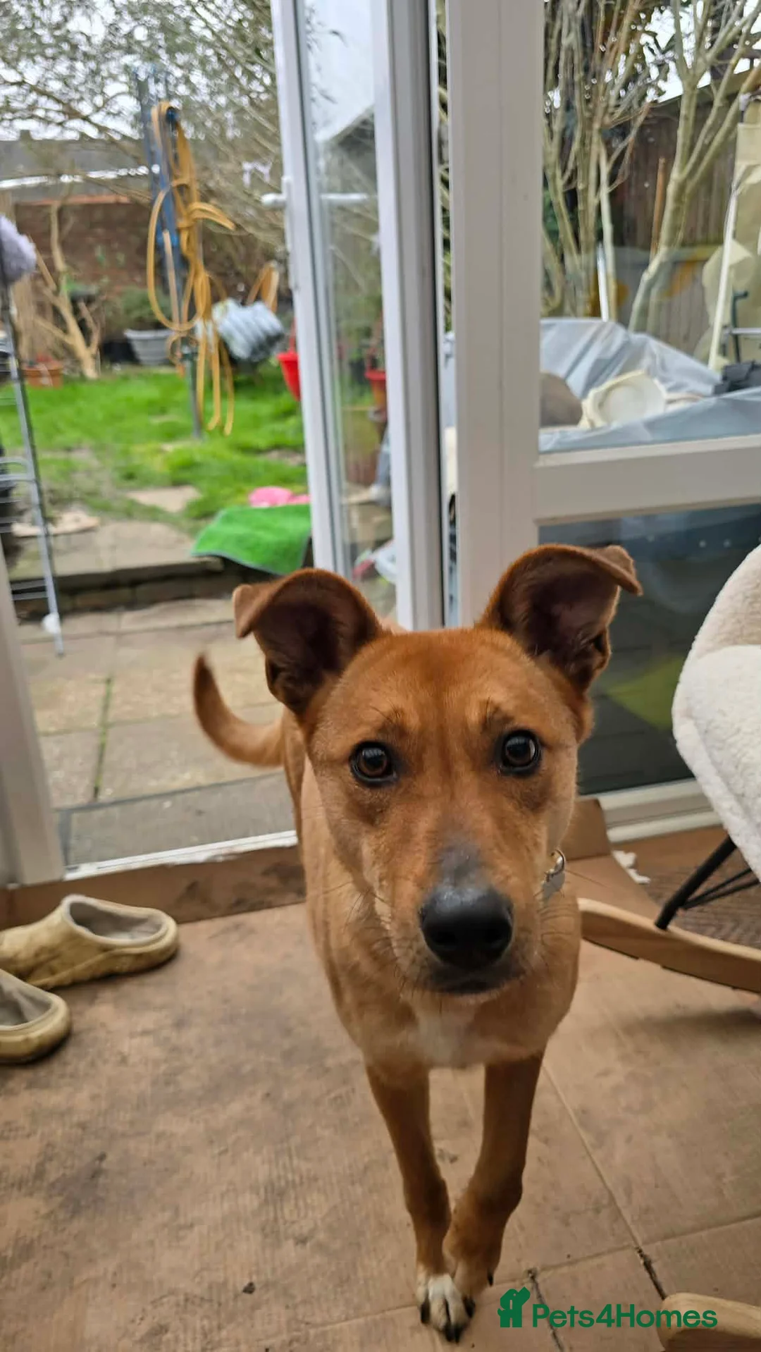 Mixed Breed dogs for adoption: Sandy for adoption in Leigh-on-Sea - Advert 2