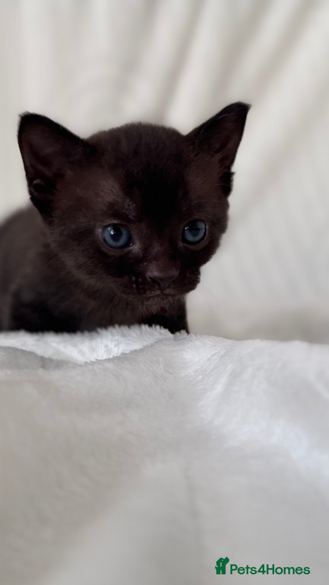 Sphynx cats for sale: ADORABLE KITTENS AVAILABLE - Advert 6