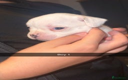 French Bulldog dogs for sale: French bulldog puppies  - Image 6