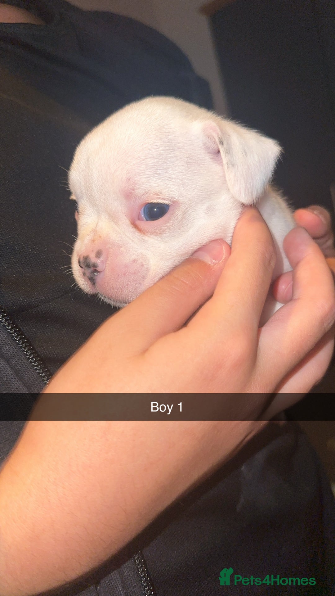 French Bulldog dogs for sale: French bulldog puppies  - Image 6