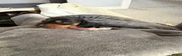 Miniature Dachshund dogs for sale: 6x miniature dachshund puppies - Advert 31