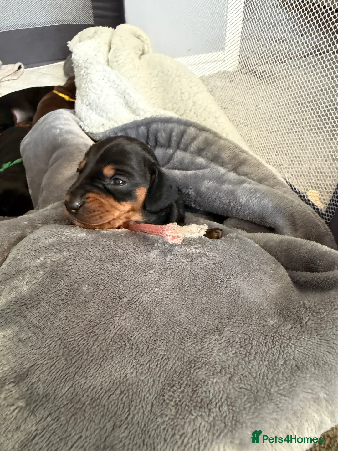Miniature Dachshund dogs for sale: 3 Mini Daxi Puppies ready to leave - Advert 33