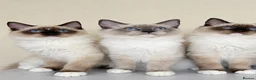 Ragdoll cats for sale: Chunky boys - Advert 3