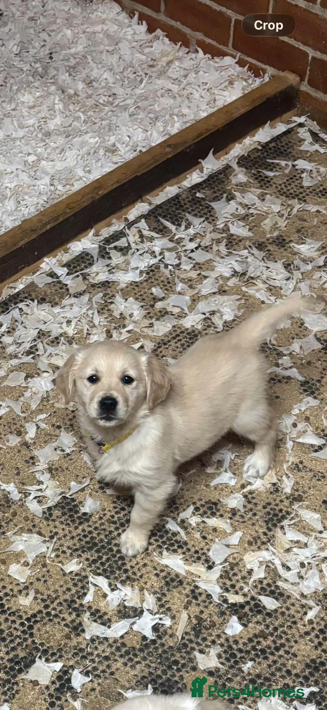 Golden Retriever dogs for sale: Ready now Beautiful litter of Golden Retrievers - Advert 29