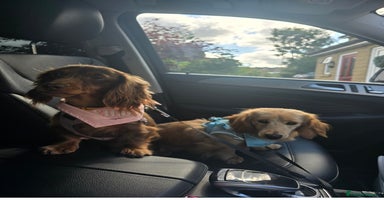 Miniature Dachshund dogs - Advert 5