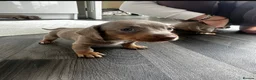 Miniature Dachshund dogs for sale: Kc Mini dachshund puppy’s  READY To LEAVE🐶🐶🐶 - Advert 12