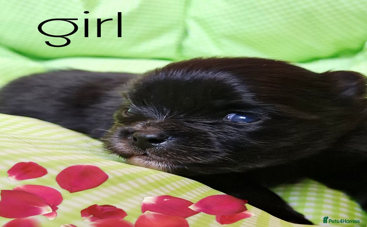 Pomeranian dogs  KC Black Exquisite Petite Girl white marking  - Advert 1