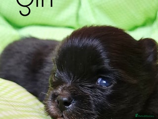 Pomeranian dogs KC Black Exquisite Petite Girl white marking - Advert 1