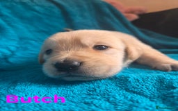 Goldador dogs for sale: Goldador Puppy 5 - Kitanas puppies  - Image 13
