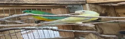 Parakeets birds for sale: Stunning young unrelated pair of Redrumps - Advert 1