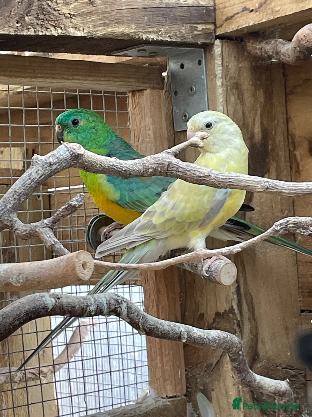 Parakeets birds for sale: Stunning young unrelated pair of Redrumps - Advert 1