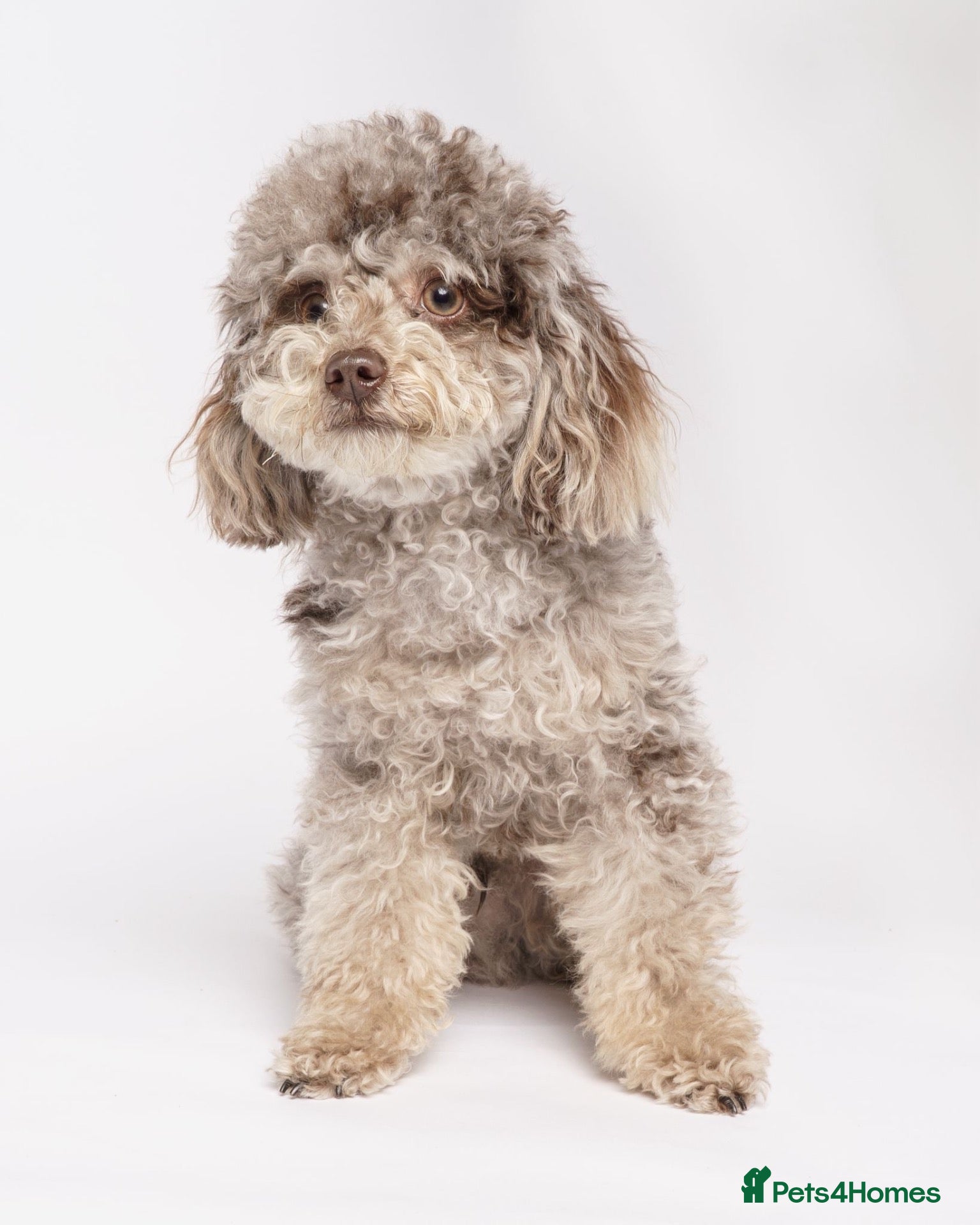 Toy Poodle dogs Chocolate Merle Tiny Toy Poodle - Advert 3