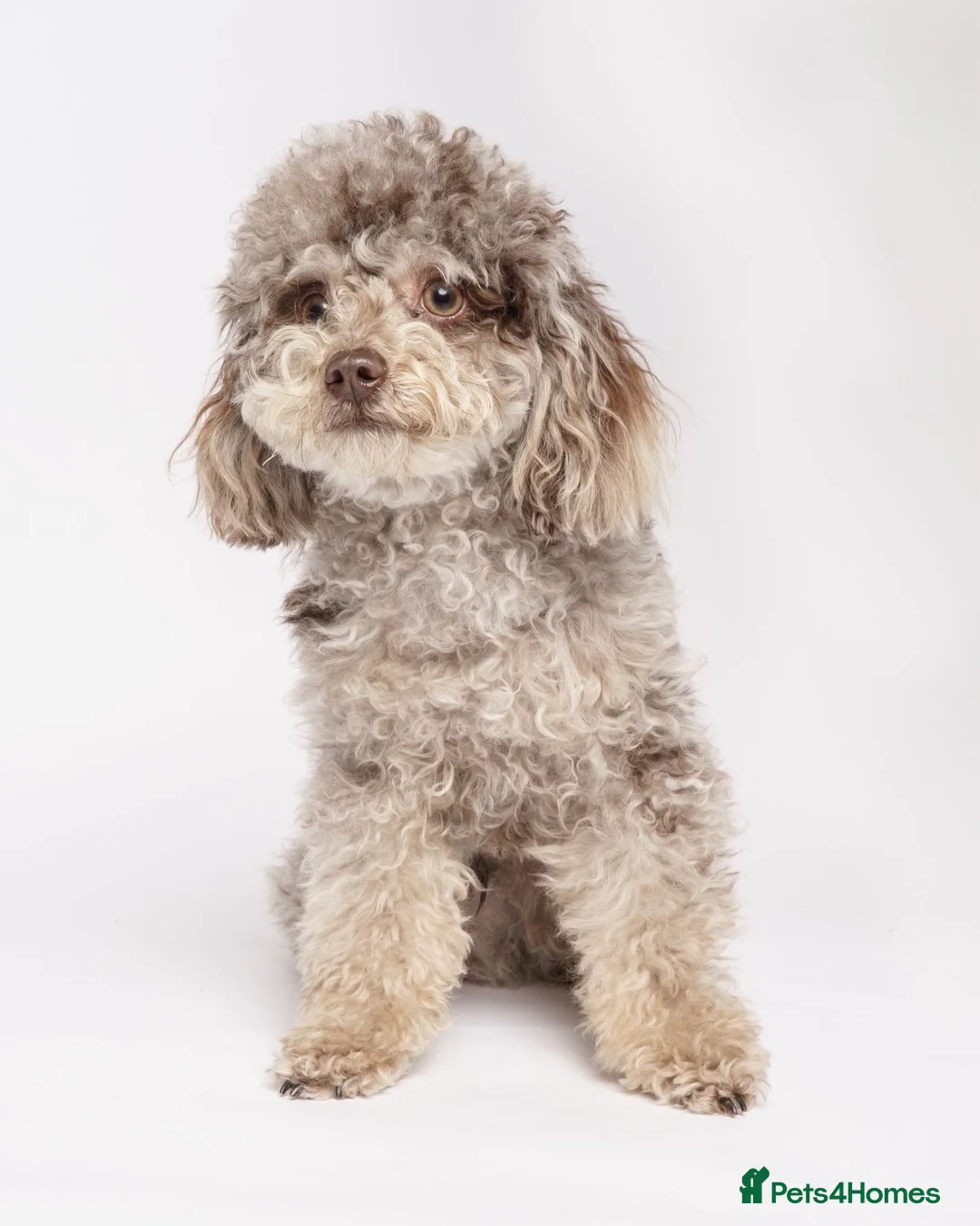 Toy Poodle dogs for stud: Chocolate Merle Tiny Toy Poodle - Advert 1