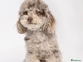 Toy Poodle dogs Chocolate Merle Tiny Toy Poodle - Advert 3