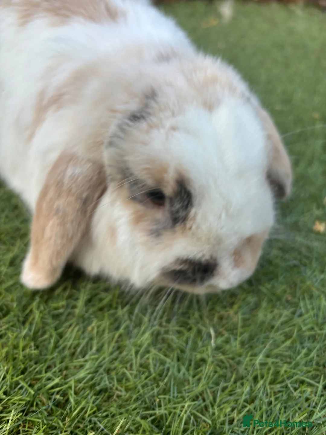 Mini Lop rabbits for sale: Beautiful mini-lop rabbits for sale - Advert 7
