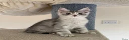 Maine Coon cats for sale: Mackerel tabby boys  - Advert 9