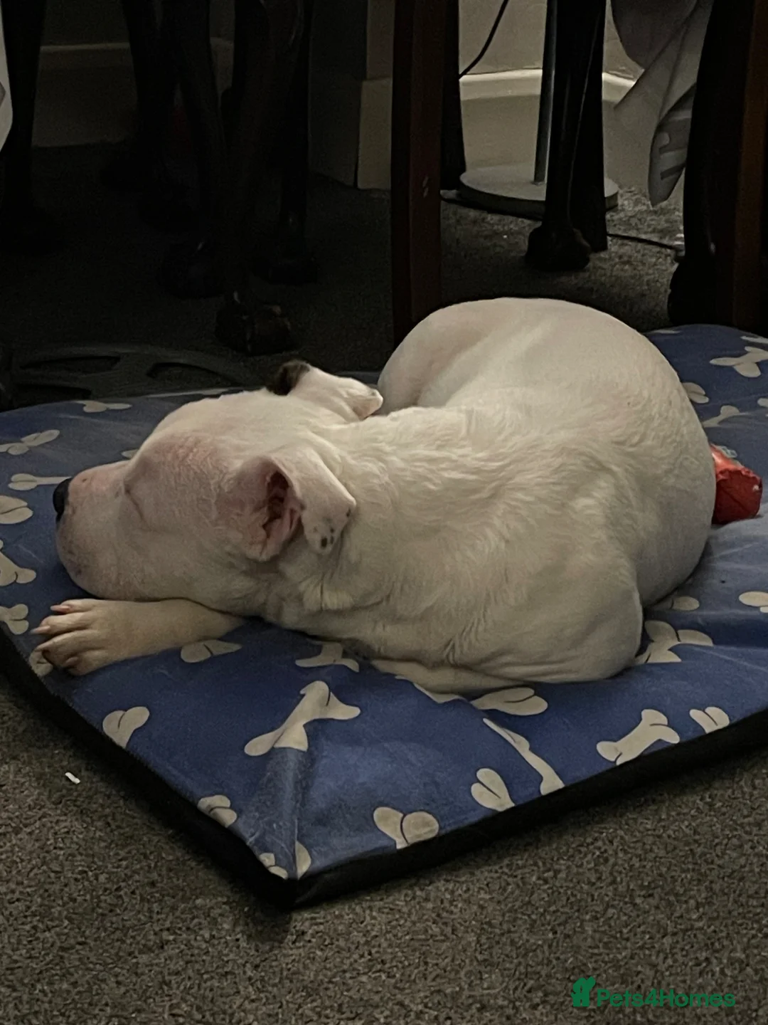 Mixed Breed dogs for sale: Male dog for sale in Gillingham - Advert 2