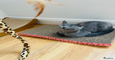 Scottish Fold cats in Twickenham - Advert 1