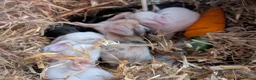 Mixed Breed rabbits for sale: 7 Neverland dwarf rabbits cross lop - Advert 4