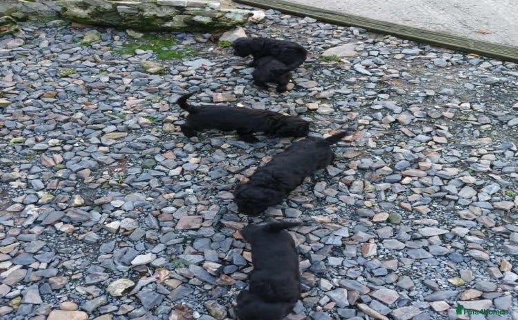 Sproodle dogs - Advert 1