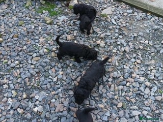 Sproodle dogs - Advert 11