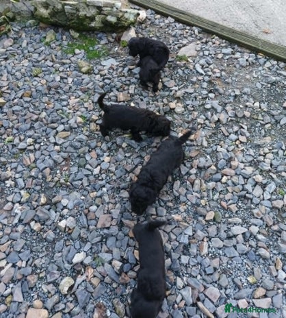 Sproodle dogs - Advert 1