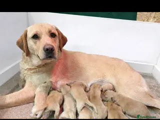 Labrador Retriever dogs Kc reg fox red lab puppies - Advert 17