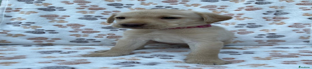 Labrador Retriever Puppy 2