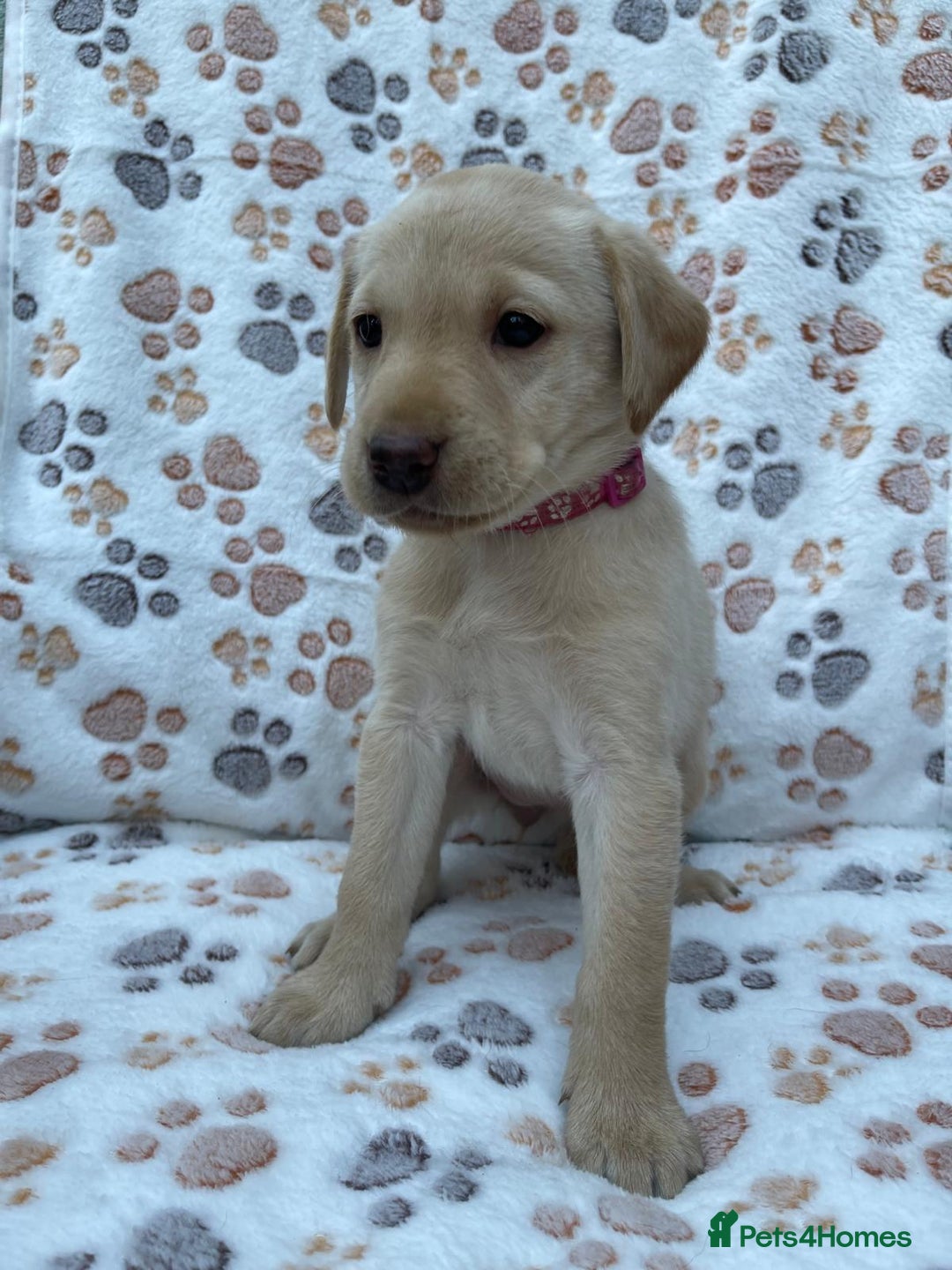 Labrador Retriever dogs for sale: **PEDIGREE, KC REGISTERED AND HIP SCORED** - Image 3