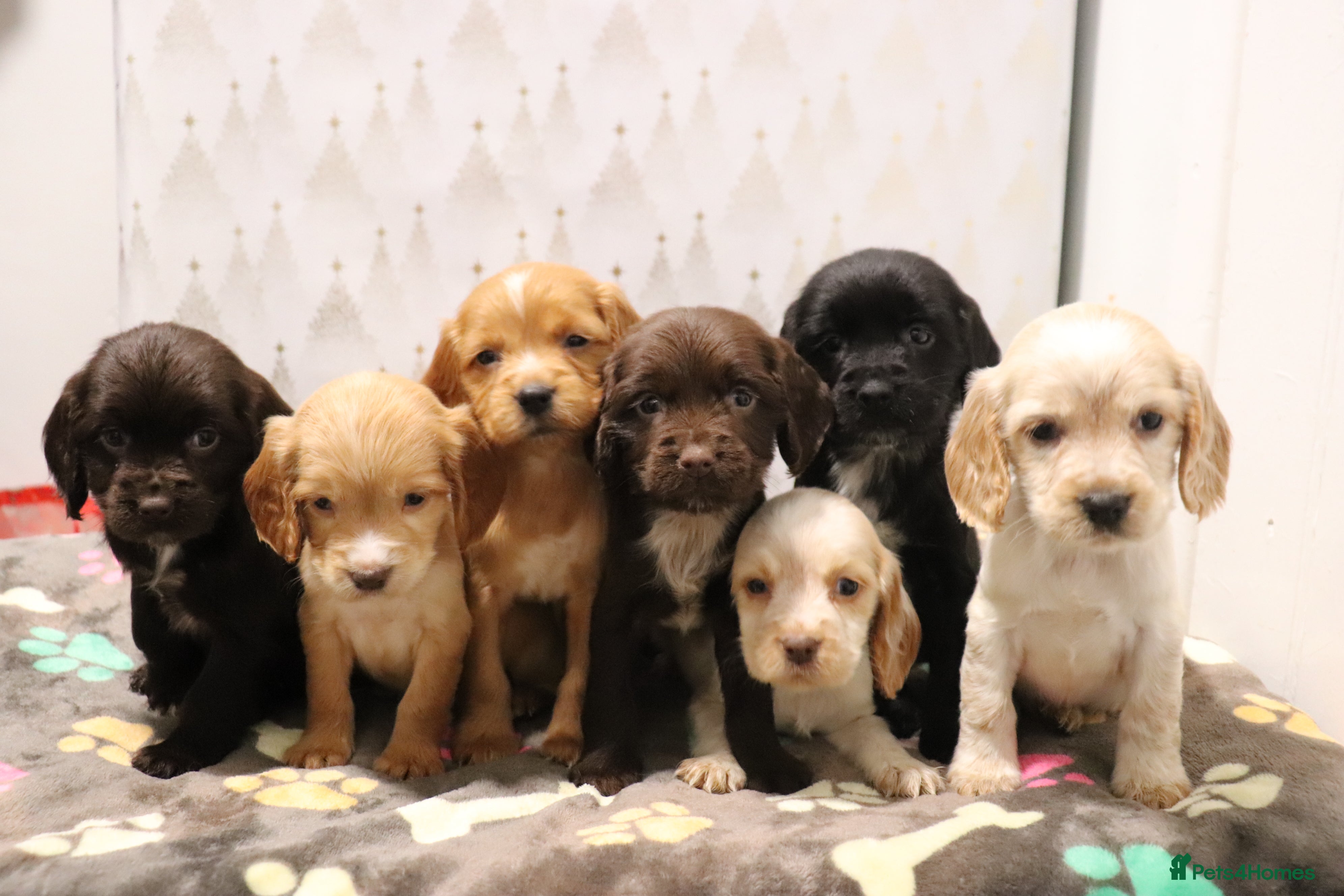 Cocker Spaniel dogs Fully Health Tested Cocker Spaniel Puppies  - Advert 1