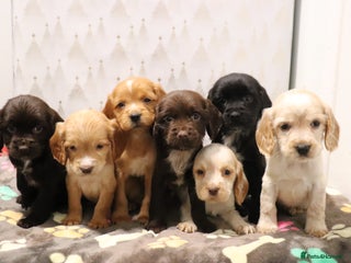 Cocker Spaniel dogs Fully Health Tested Cocker Spaniel Puppies - Advert 1