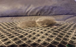 British Shorthair cats for sale: 3 British shorthair kittens  - Image 10