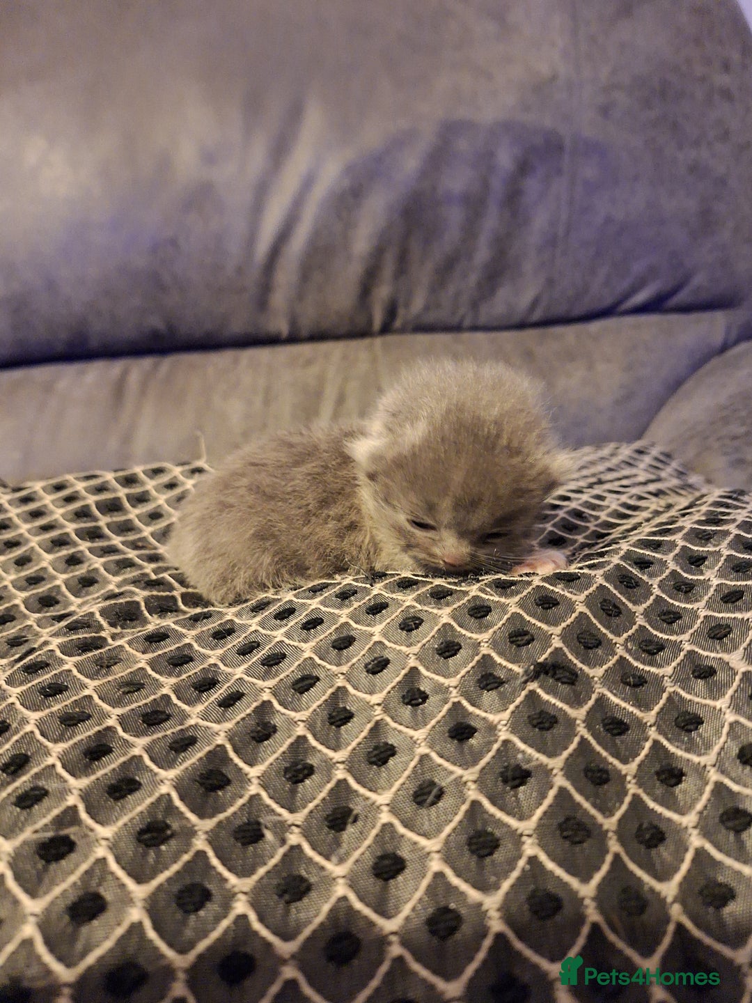 British Shorthair cats for sale: 3 British shorthair kittens  - Image 10