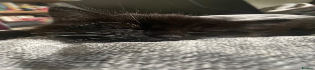 Mixed Breed Kitten 3