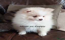 Pomeranian dogs for sale: 3 Pure XS Pomeranian, Boys Bear&Milo. Girl Ebony - Image 10