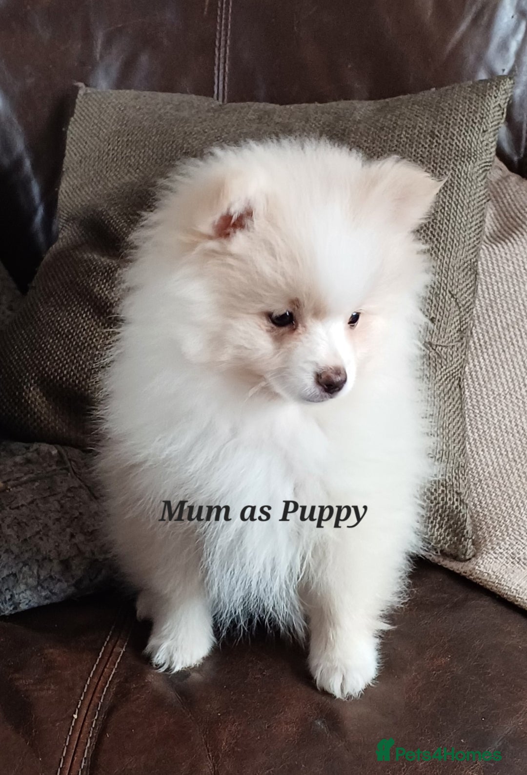 Pomeranian dogs for sale: 3 Pure XS Pomeranian, Boys Bear&Milo. Girl Ebony - Image 10