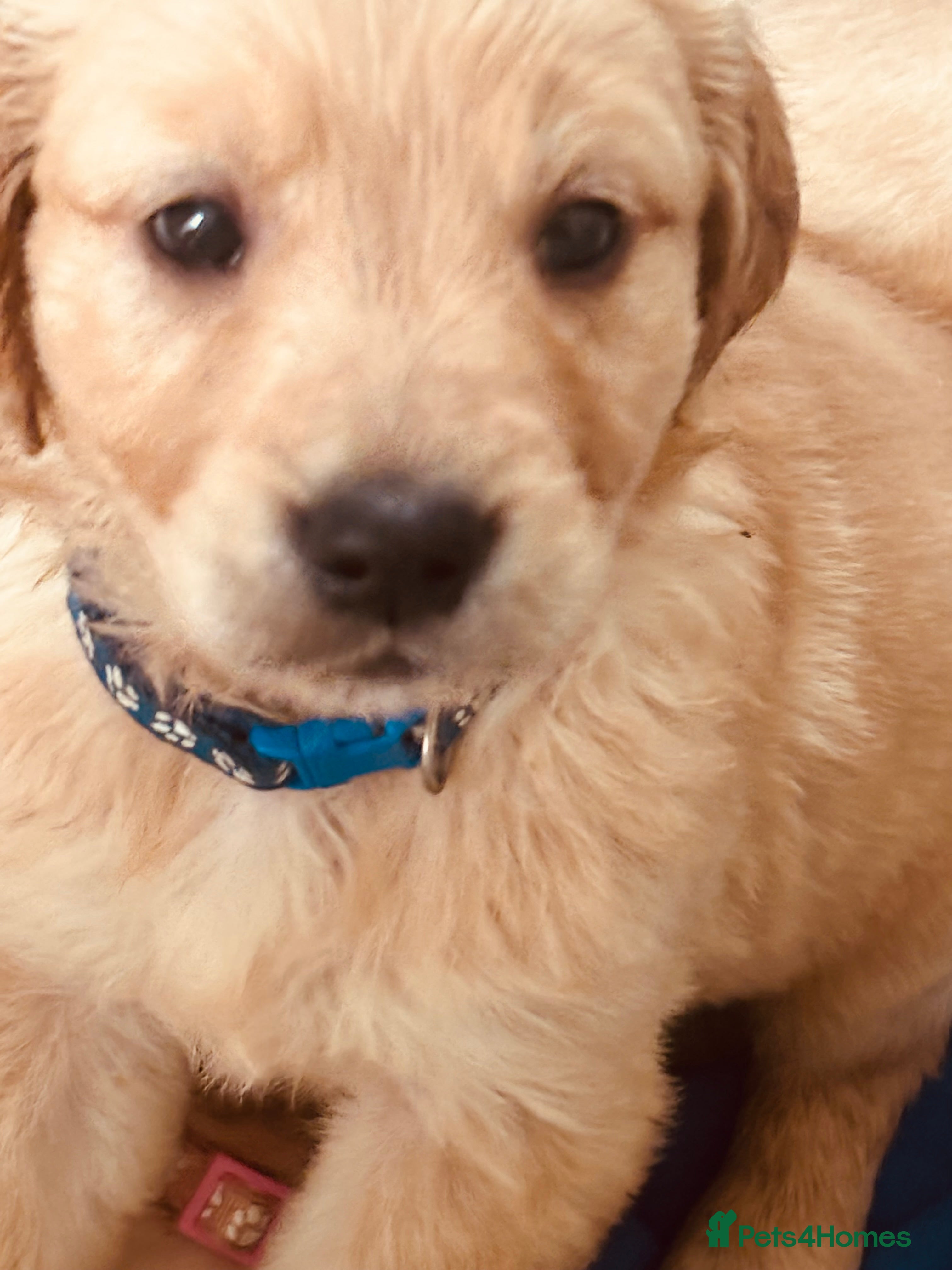 Golden Retriever dogs Golden retriever KC puppies (7)  - Advert 2