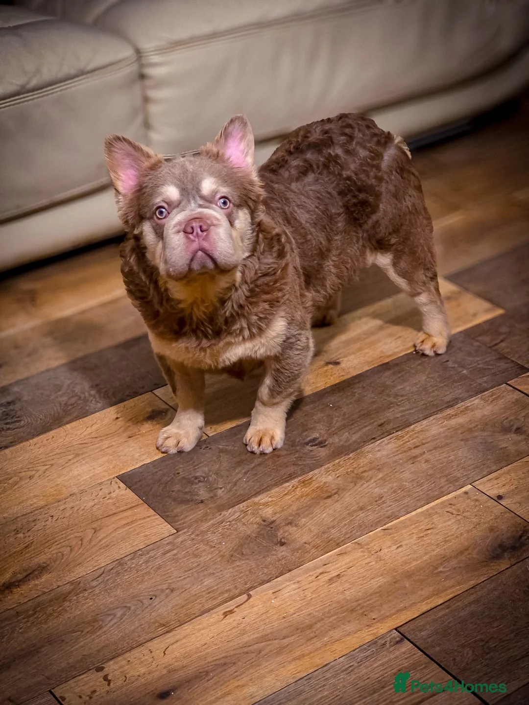 French Bulldog dogs for stud: Newshade Isabella fluffy  **  in Chesterfield - Advert 2