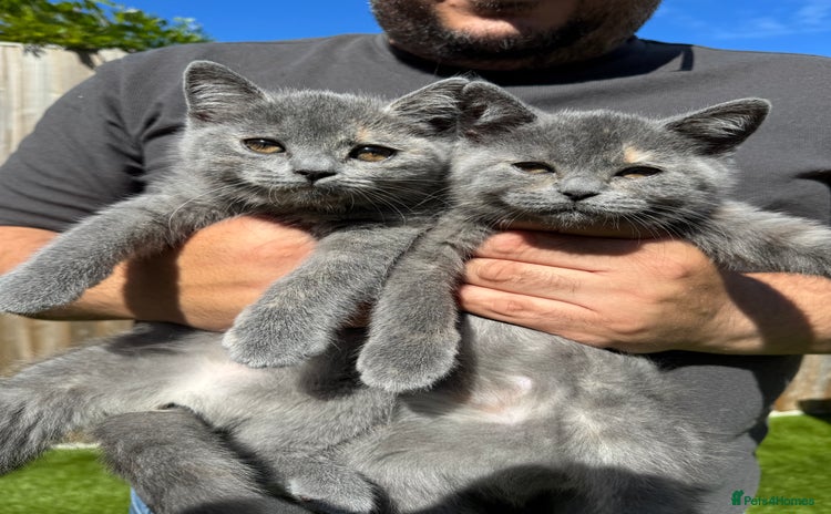 British Shorthair cats - Advert 9