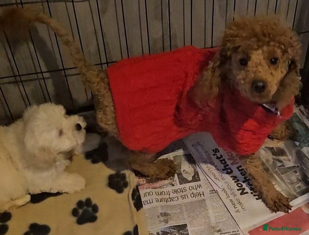 Maltipoo dogs for sale: F1 Maltipoo puppies - Advert 3